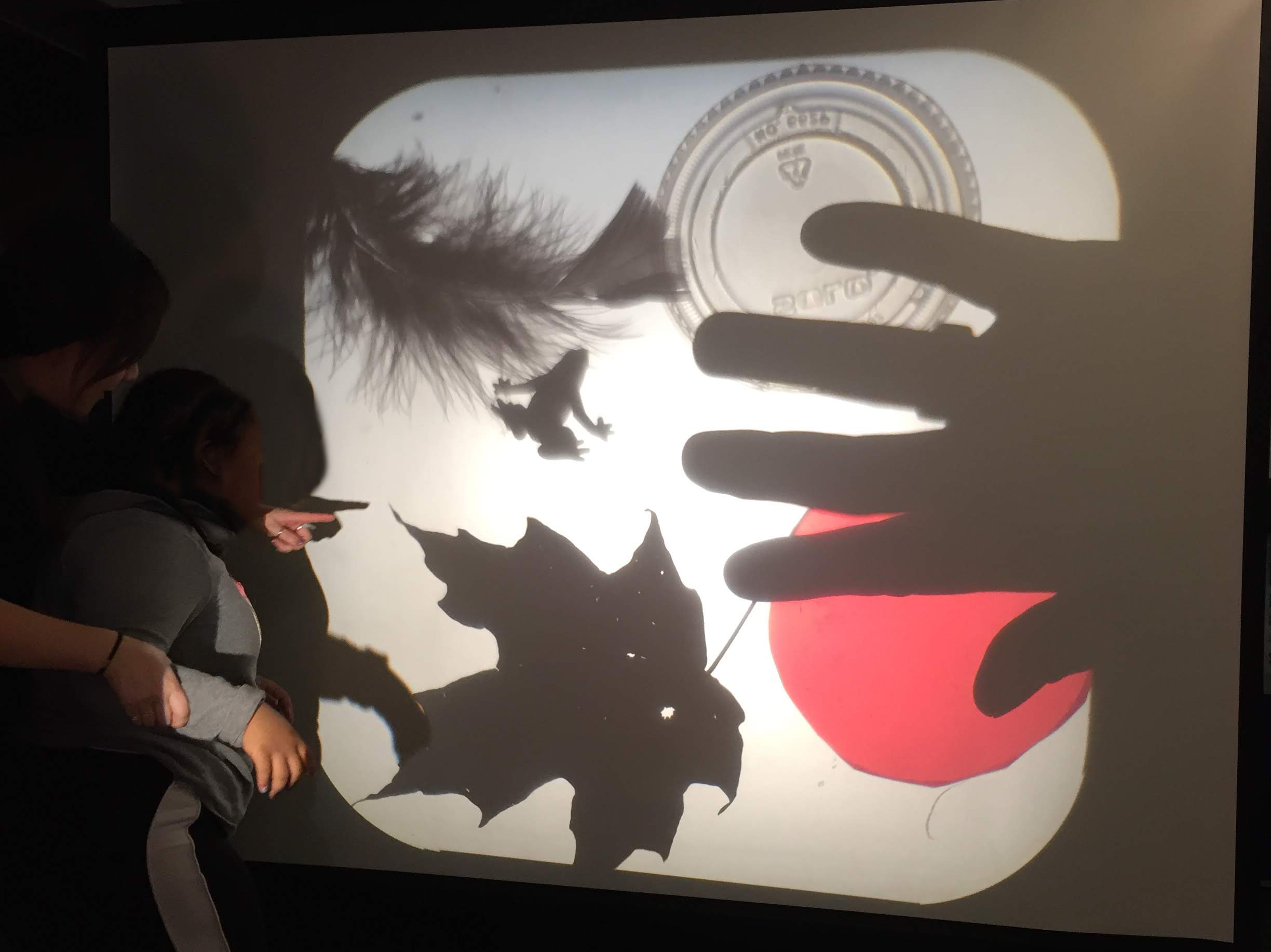 A photo showing an image projected on a wall with an overhead projector, containing the large shadows of a leaf, a frog, a feather, a plastic container lid and a hand. Two people stand to the side pointing at the projected image.